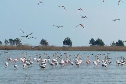 Flamencos en la Bassa de les Olles.