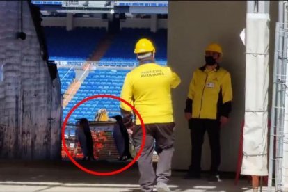 Pingüinos en el Santiago Bernabéu.