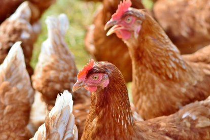 Gallines criades a l'aire lliure.