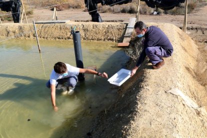 Dos investigadors de l'IRTA buscant exemplars de cloïssa al camp experimental per fer seguiment del creixement dels bivalves.