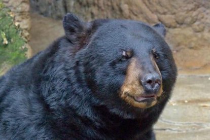 Imagen de archivo de un oso negro americano.