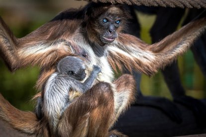 La cria de la mona aranya amb la seva mare, l'Emi, al Zoo de Barcelona.