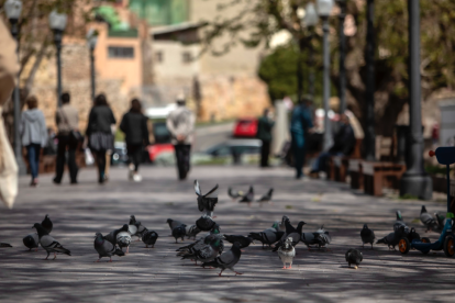 Diversos coloms a Tarragona.