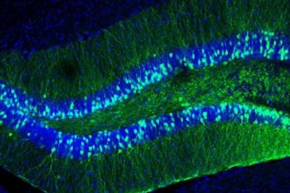 Giro dentado en el hipocampo de un ratón macho adulto.