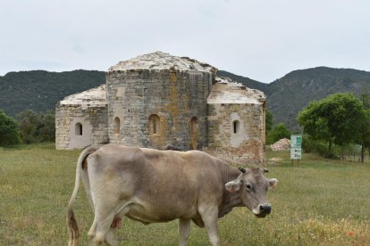 Una vaca davant del Monestir de Santa Maria de Vallverd.