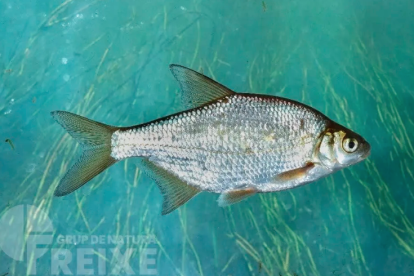 Brema blanca (Blicca bjoerkna), una de les espècies capturades.