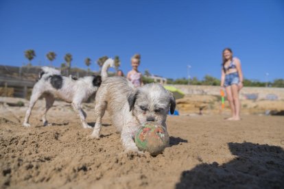 Imatge de l'espai per a gossos habilitat a la platja del Miracle.