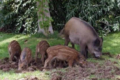 Una família de porcs senglars.