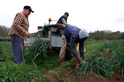 Imagen de tres campesinos recogiendo calçots de la IGP Calçot de Valls en la capital del Alt Camp.