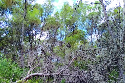 Vecinos alertan del mal estado de los bosques y el Ayuntamiento prepara las tareas de limpieza forestal que requieren las franjas perimetrales