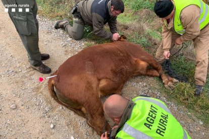 Els Agents Rurals inspeccionen un vedell adormit amb un dard narcotitzant.