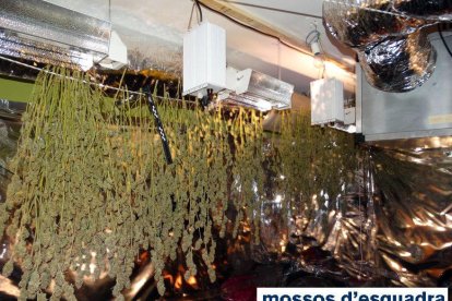 La plantación de marihuana oculta en un piso de Avinyonet de Puigventós