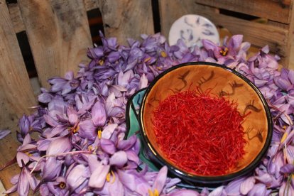 Safrà conreat a Horta de Sant Joan (Terra Alta), ja extret de la flor