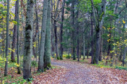 Un alzinar al Parc Natural del Montseny.