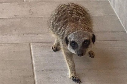 El suricata que ha aparegut aquest matí a Cambrils.