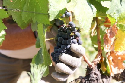 Un home agafant amb la mà un gotim de raïm en una finca de Torroja del Priorat, en l'inici de la verema.