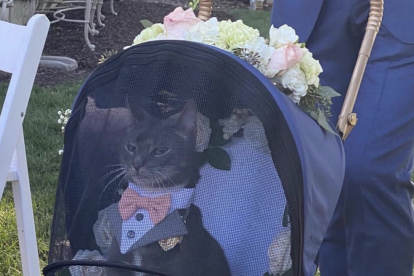 El gato, elegante durante la boda.