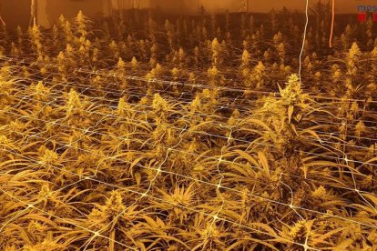 La plantació indoor contenia unes 2.000 plantes en plena floració.