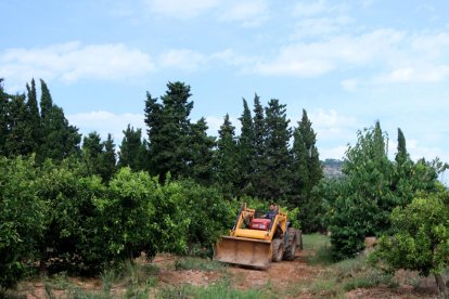 El campesino de Alcanar, Josep Sancho, trabajando con su tractor en la restauración de una finca.