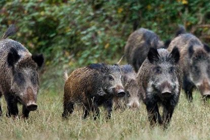 Imatge d'uns senglars en un bosc de Tarragona.