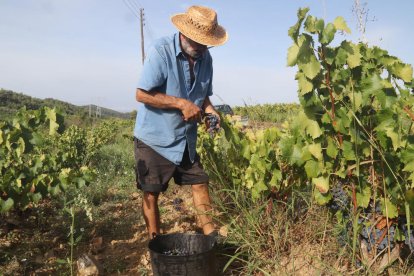 Plano abierto de un viticultor cogiendo uva en una finca de Bellmunt del Priorat.