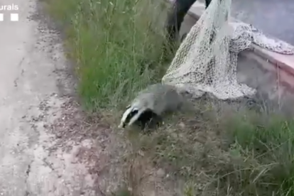 Momento de la liberación del tejón.