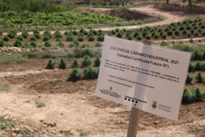 Pla detall d'un dels cartells informatius en una finca de cànem industrial de les Terres de l'Ebre.