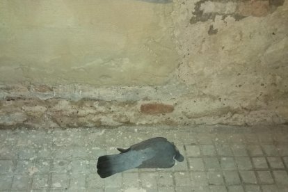 Un dels ocells mort a causa de l'impacte contra els vidres del Celler.