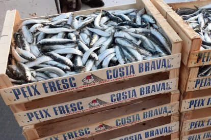 Cajas de sardinas capturadas en la Costa Brava.