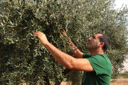 Un campesino comprobando la calidad de las olivas en un campo de olivos.