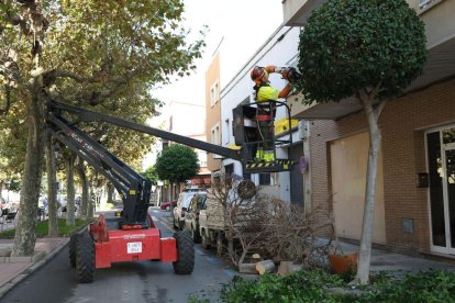 Un operari en l'inici de la campanya de la poda a Cambrils.