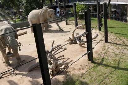 Imatge d'arxiu de dos elefants al Zoo de Barcelona.