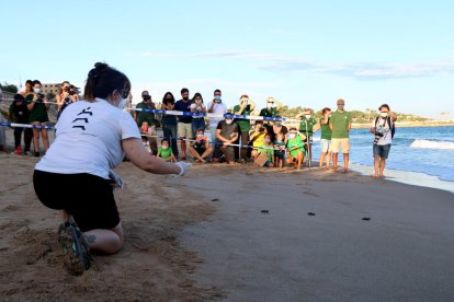 Imagen de las seis tortugas llegando al mar después de ser liberadas en la playa.