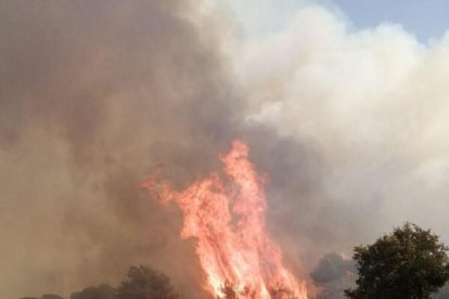 El cap de l'incendi de Santa Coloma de Queralt ha saltat la carretera B-220 i ha agafat massa forestal.