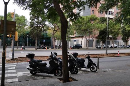 La previsió era talar nou arbres, però finalment han estat set.