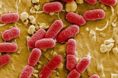 La bacteria E.coli está presente en el excremento humano.