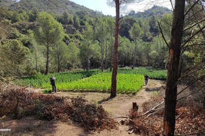 Imagen de una de las plantaciones de marihuana intervenidas por los Mossos