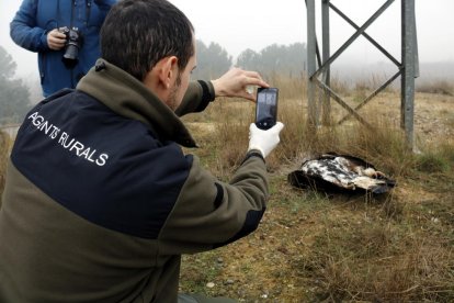 Un agent rural fent una foto a una àliga daurada morta electrocutada per una línia de mitja tensió a Soses, l'1 de febrer de 2017