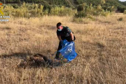 Tras el rescate se procedió a su liberación en el entorno natural.