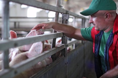 El proyecto quiere generar biogás y después hidrògen verde a partir de purines de las granjas.