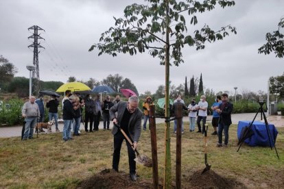 Moment de plantada de l'arbre.