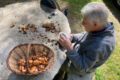 Un hombre limpiando las setas en Campelles (Ripollès).