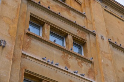 Imagen de unas palomas en la ciudad de Tarragona