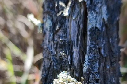 Detalle de un ejemplar del liquen 'Ramalina lusitanica' encontrado en el delta del Ebro.