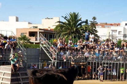 Un bou damunt de la tarima durant la celebració dels actes amb bous a la festa major de l'Ampolla.