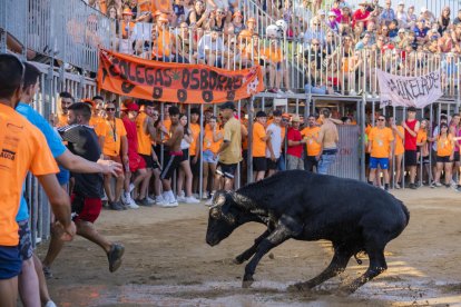 Joves de les penyes amagant-se d'una de les vaquetes, ahir a la tarda.