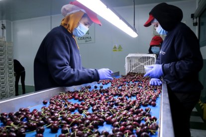 Dues treballadores a la planta d'envasament de Cerima Cherries a Tivissa.