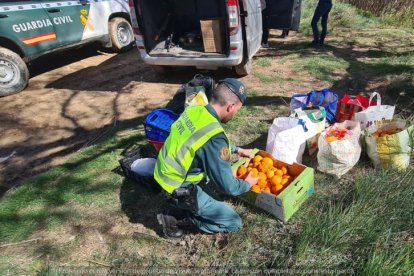 Un agente de la Guardia Civil revisa las cajas y bolsas de naranjas.