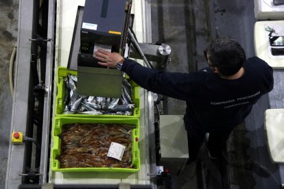 Plano picado de la subasta de pescado en la lonja de la Cofradia de Pescadors de Tarragona.