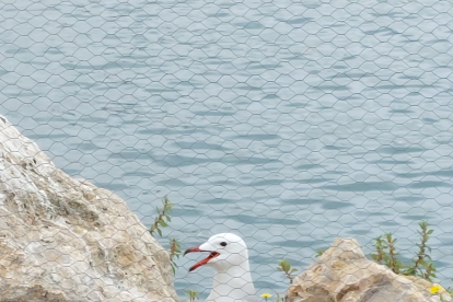 Imagen de un exemplat de gaviota de Audouin en el Puerto.